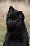 SCHIPPERKE 823